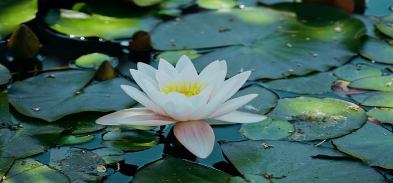 Tentang Rasa yang Tak Terbendung