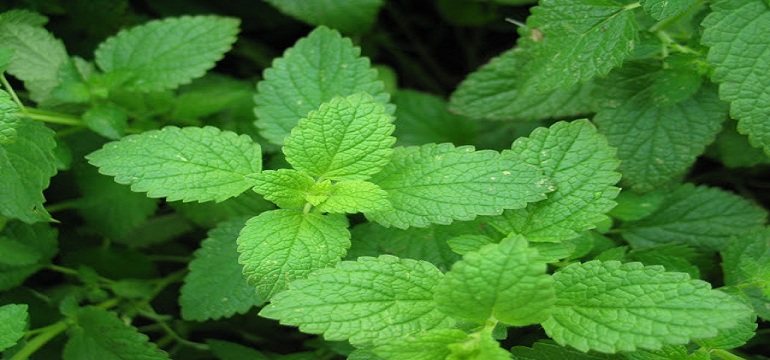 Herbal Alami Untuk Meredakan Migrain Yang Mengganggu