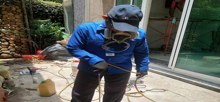 Mengapa Jasa Anti Rayap Profesional Lebih Efektif