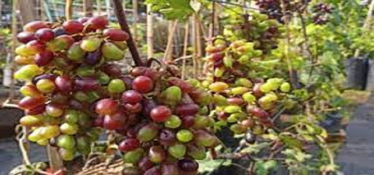 Penderita Diabetes Hati-hati dengan Tiga Buah Berikut Ini Ya