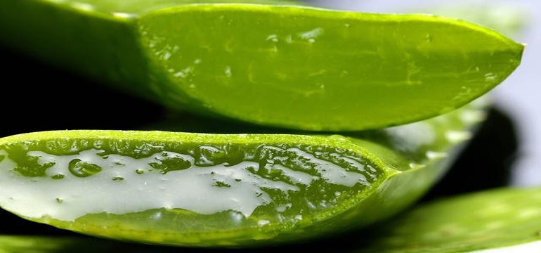 Rahasia Awet Muda dan Cantik dengan Lidah Buaya