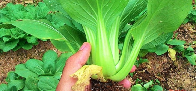 Hidup Sehat dengan Mengkonsumsi Sayur Pakcoy